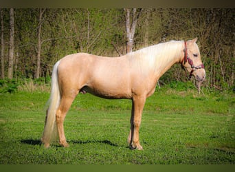 Kentucky Mountain Saddle Horse, Gelding, 5 years, 14,3 hh, Palomino