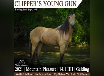 Kentucky Mountain Saddle Horse, Gelding, 5 years, 14 hh, Buckskin