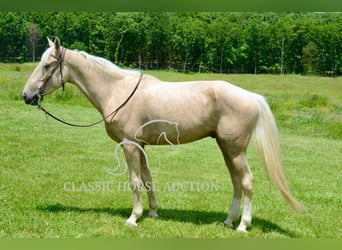 Kentucky Mountain Saddle Horse, Gelding, 5 years, 15 hh, Palomino