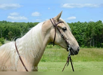 Kentucky Mountain Saddle Horse, Gelding, 5 years, 15 hh, Palomino
