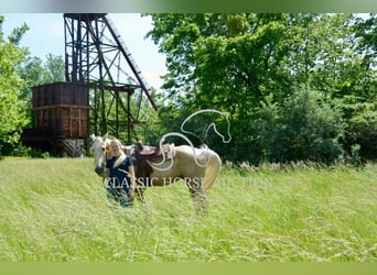 Kentucky Mountain Saddle Horse, Gelding, 5 years, 15 hh, Palomino