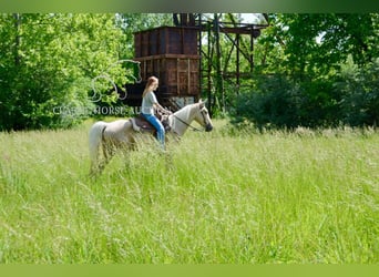 Kentucky Mountain Saddle Horse, Gelding, 5 years, 15 hh, Palomino