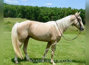Kentucky Mountain Saddle Horse, Gelding, 5 years, 15 hh, Palomino