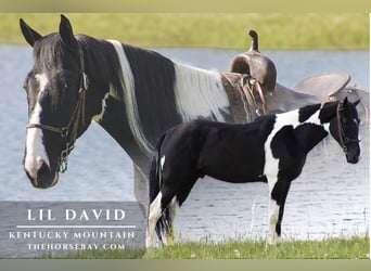 Kentucky Mountain Saddle Horse, Gelding, 5 years, 16 hh, Tobiano-all-colors