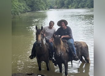 Kentucky Mountain Saddle Horse, Gelding, 6 years, 14.2 hh, Champagne