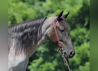 Kentucky Mountain Saddle Horse, Gelding, 6 years, 14,2 hh, Roan-Blue