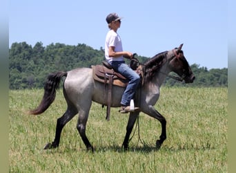 Kentucky Mountain Saddle Horse, Gelding, 6 years, 14,2 hh, Roan-Blue