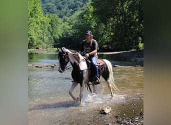 Kentucky Mountain Saddle Horse, Gelding, 6 years, 15.3 hh, Tobiano-all-colors