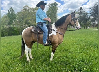 Kentucky Mountain Saddle Horse, Gelding, 6 years, 15 hh, Buckskin