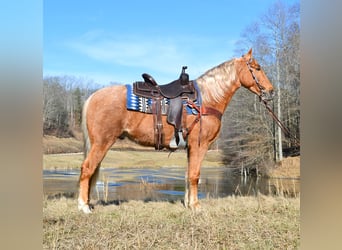 Kentucky Mountain Saddle Horse, Gelding, 6 years, 15 hh, Palomino