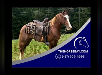 Kentucky Mountain Saddle Horse, Gelding, 7 years, 14.2 hh, Chestnut
