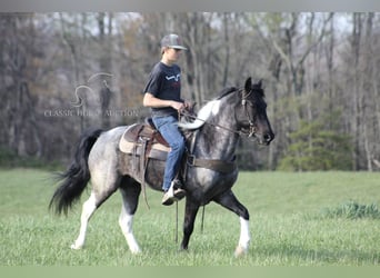 Kentucky Mountain Saddle Horse, Gelding, 7 years, 14 hh, Roan-Blue