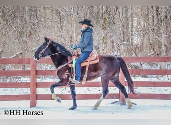 Kentucky Mountain Saddle Horse, Gelding, 7 years, 15 hh, Black