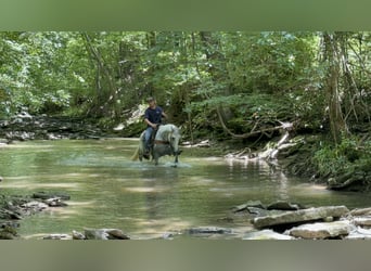 Kentucky Mountain Saddle Horse, Gelding, 7 years, 15,2 hh, Gray