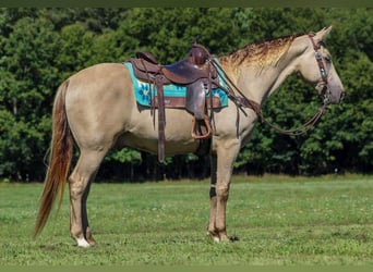 Kentucky Mountain Saddle Horse, Gelding, 8 years, 15.3 hh, Champagne