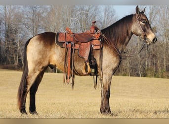 Kentucky Mountain Saddle Horse, Gelding, 8 years, 15 hh, Buckskin