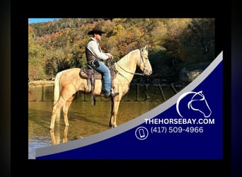 Kentucky Mountain Saddle Horse, Gelding, 9 years, 14.2 hh, Palomino