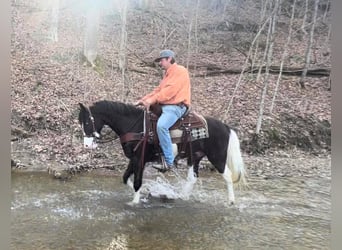 Kentucky Mountain Saddle Horse, Gelding, 9 years, 14.2 hh, Tobiano-all-colors
