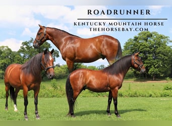 Kentucky Mountain Saddle Horse, Wallach, 9 Jahre, 14,3 hh, Rotbrauner