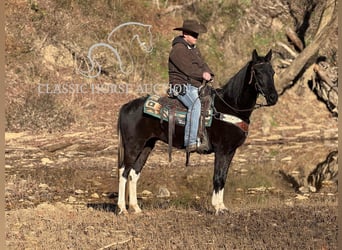 Kentucky Mountain Saddle Horse, Gelding, 9 years, 15 hh, Black