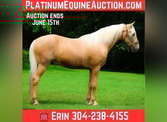 Kentucky Mountain Saddle Horse, Gelding, 9 years, 15 hh, Palomino