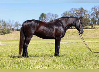 Kentucky Mountain Saddle Horse, Giumenta, 14 Anni, 142 cm, Morello