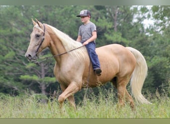 Kentucky Mountain Saddle Horse, Giumenta, 15 Anni, 152 cm, Palomino