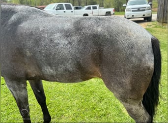 Kentucky Mountain Saddle Horse, Giumenta, 4 Anni, 142 cm, Roano blu