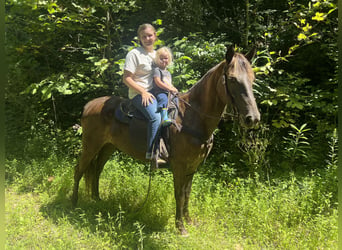 Kentucky Mountain Saddle Horse, Giumenta, 4 Anni, 152 cm, Baio ciliegia