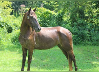 Kentucky Mountain Saddle Horse, Giumenta, 4 Anni, 152 cm, Baio ciliegia