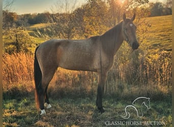 Kentucky Mountain Saddle Horse, Giumenta, 4 Anni, 152 cm, Pelle di daino