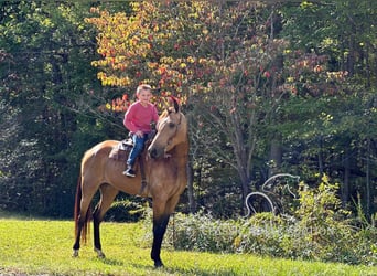 Kentucky Mountain Saddle Horse, Giumenta, 4 Anni, 152 cm, Pelle di daino