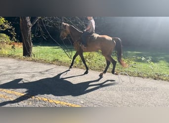 Kentucky Mountain Saddle Horse, Giumenta, 4 Anni, 152 cm, Pelle di daino