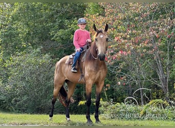 Kentucky Mountain Saddle Horse, Giumenta, 4 Anni, 152 cm, Pelle di daino