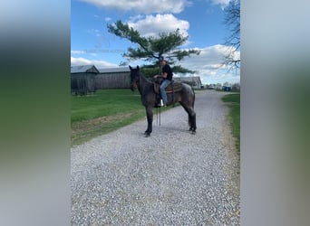 Kentucky Mountain Saddle Horse, Giumenta, 5 Anni, 142 cm, Roano blu