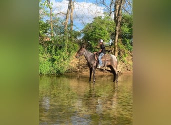 Kentucky Mountain Saddle Horse, Giumenta, 5 Anni, 142 cm, Roano blu