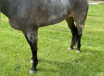 Kentucky Mountain Saddle Horse, Giumenta, 5 Anni, 142 cm, Roano blu
