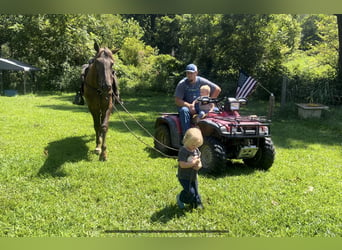 Kentucky Mountain Saddle Horse, Giumenta, 5 Anni, 152 cm, Baio ciliegia