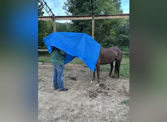 Kentucky Mountain Saddle Horse, Giumenta, 5 Anni, 152 cm, Baio ciliegia