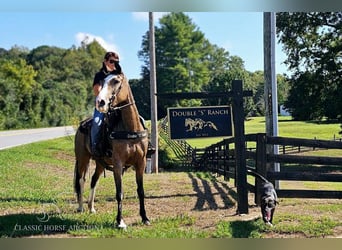 Kentucky Mountain Saddle Horse, Giumenta, 5 Anni, 152 cm, Pelle di daino