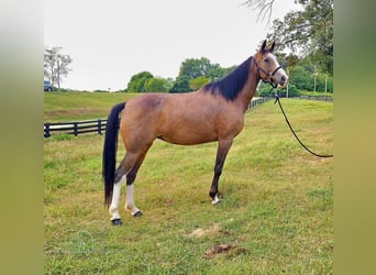 Kentucky Mountain Saddle Horse, Giumenta, 5 Anni, 152 cm, Pelle di daino