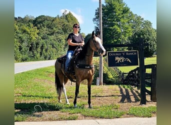 Kentucky Mountain Saddle Horse, Giumenta, 6 Anni, 152 cm, Pelle di daino