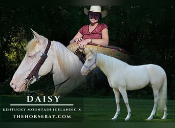 Kentucky Mountain Saddle Horse, Giumenta, 9 Anni, 152 cm, Perlino