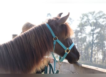 Kentucky Mountain Saddle Horse, Hengst, 1 Jaar, 150 cm, Grullo