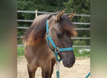 Kentucky Mountain Saddle Horse, Hengst, 1 Jahr, 150 cm, Grullo