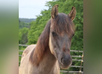 Kentucky Mountain Saddle Horse, Hengst, 1 Jahr, 150 cm, Grullo