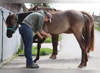 Kentucky Mountain Saddle Horse, Hengst, 1 Jahr, 150 cm, Grullo