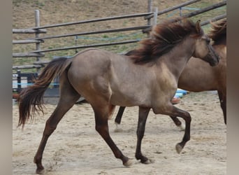 Kentucky Mountain Saddle Horse, Hengst, 1 Jahr, 150 cm, Grullo