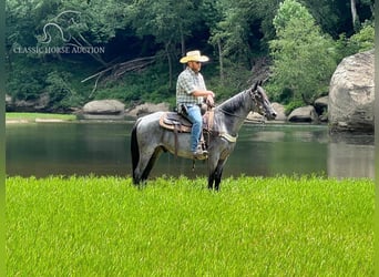 Kentucky Mountain Saddle Horse, Hongre, 10 Ans, 142 cm, Rouan Bleu