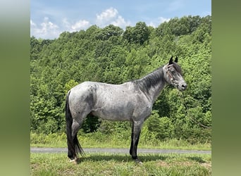 Kentucky Mountain Saddle Horse, Hongre, 10 Ans, 142 cm, Rouan Bleu